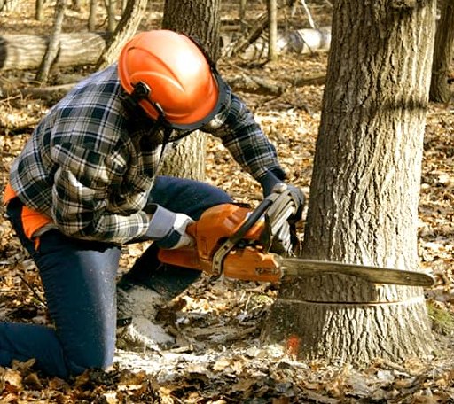 Tree Removal in Gile, WI